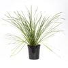 180mm Tanika - Lomandra longifolia