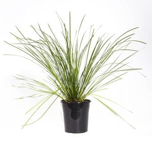 180mm Tanika - Lomandra longifolia
