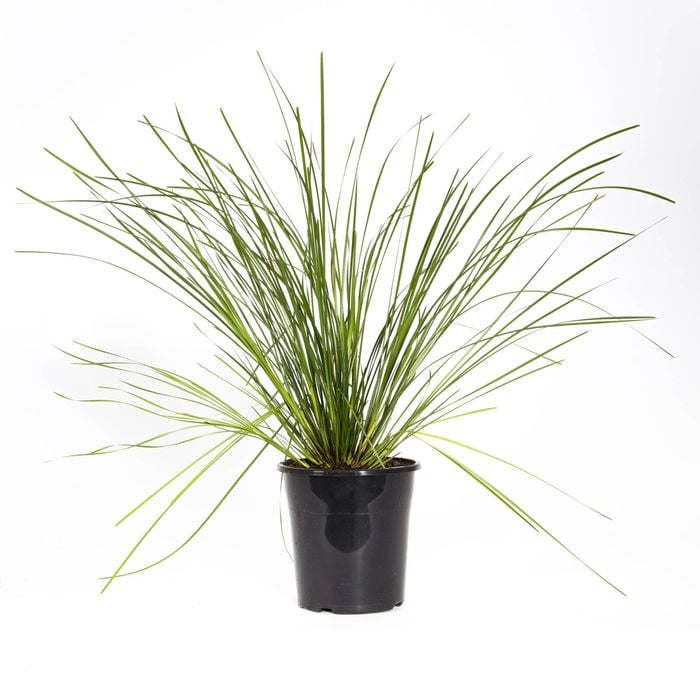 180mm Tanika - Lomandra longifolia
