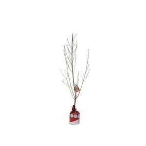 250mm Queen Giant Nectarine - Prunus persica var. nucipersica