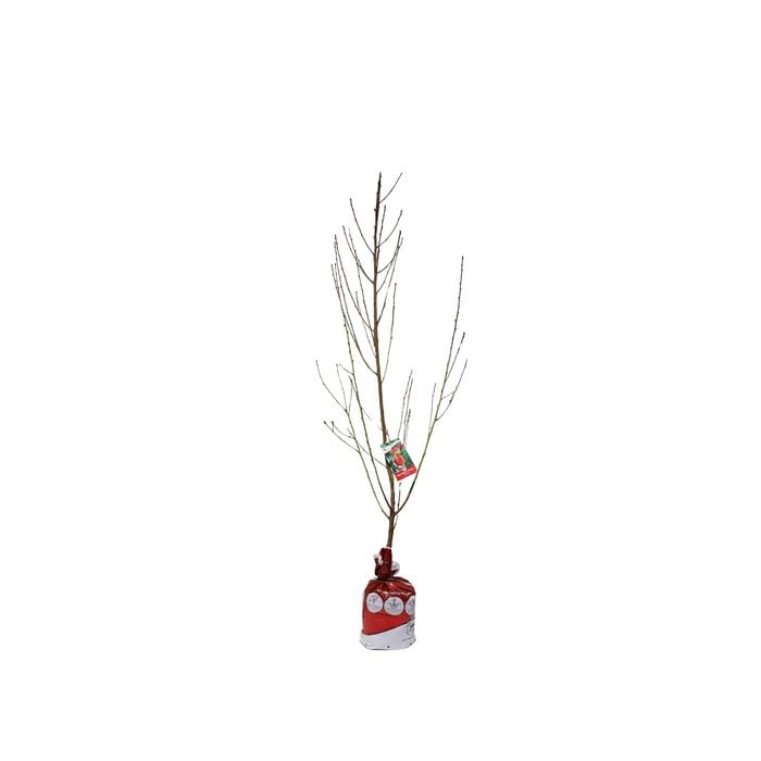 250mm Queen Giant Nectarine - Prunus persica var. nucipersica