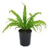 70mm Bird's-Nest Fern - Asplenium nidis