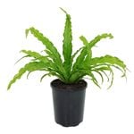 70mm Bird's-Nest Fern - Asplenium nidis