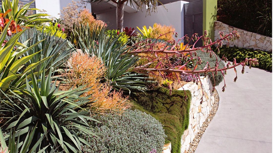 Side garden to the left of a path, featuring large foliage and plants.
