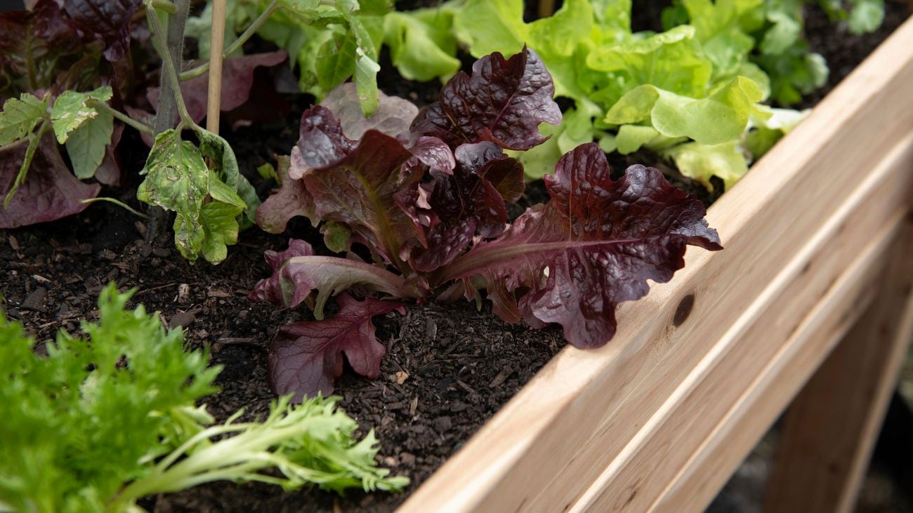 Raised garden bed with lettuce growing in it.