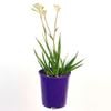 140mm Kangaroo Paw 'Bush Diamond' - Anigozanthos hybrid