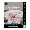 Bloomin Bulbs Hippeastrum Double Aquaro - 1 Pack