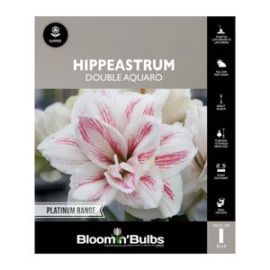 Bloomin Bulbs Hippeastrum Double Aquaro - 1 Pack