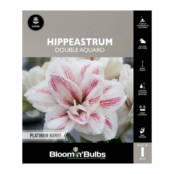 Bloomin Bulbs Hippeastrum Double Aquaro - 1 Pack