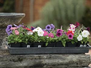 Potted colour.
