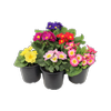 1.3L Primula Danova Assorted - Primula acaulis