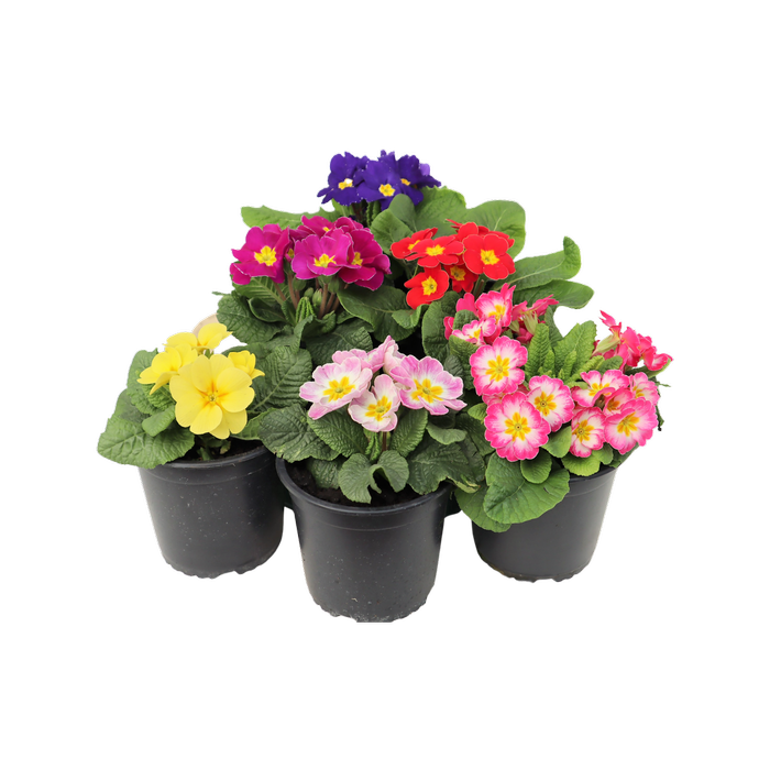 1.3L Primula Danova Assorted - Primula acaulis