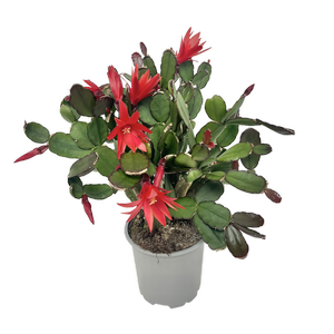 105mm Zygocactus - Rhipsalidopsis