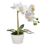 Astin Sinclair 300mm White Artificial Orchid in Ceramic Pot