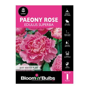 Bloomin' Bulbs Paeony Rose Edulus Superba 1 Pack