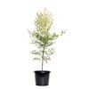 270mm Sacred Bamboo - Nandina domestica