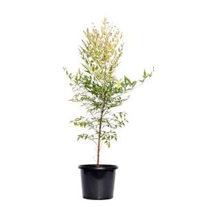 270mm Sacred Bamboo - Nandina domestica