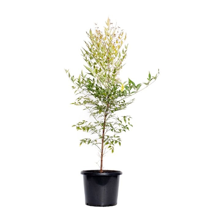 270mm Sacred Bamboo - Nandina domestica