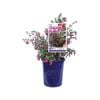 140mm Fuschsia Candy Bells - Fuchsia