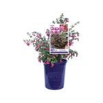 140mm Fuschsia Candy Bells - Fuchsia