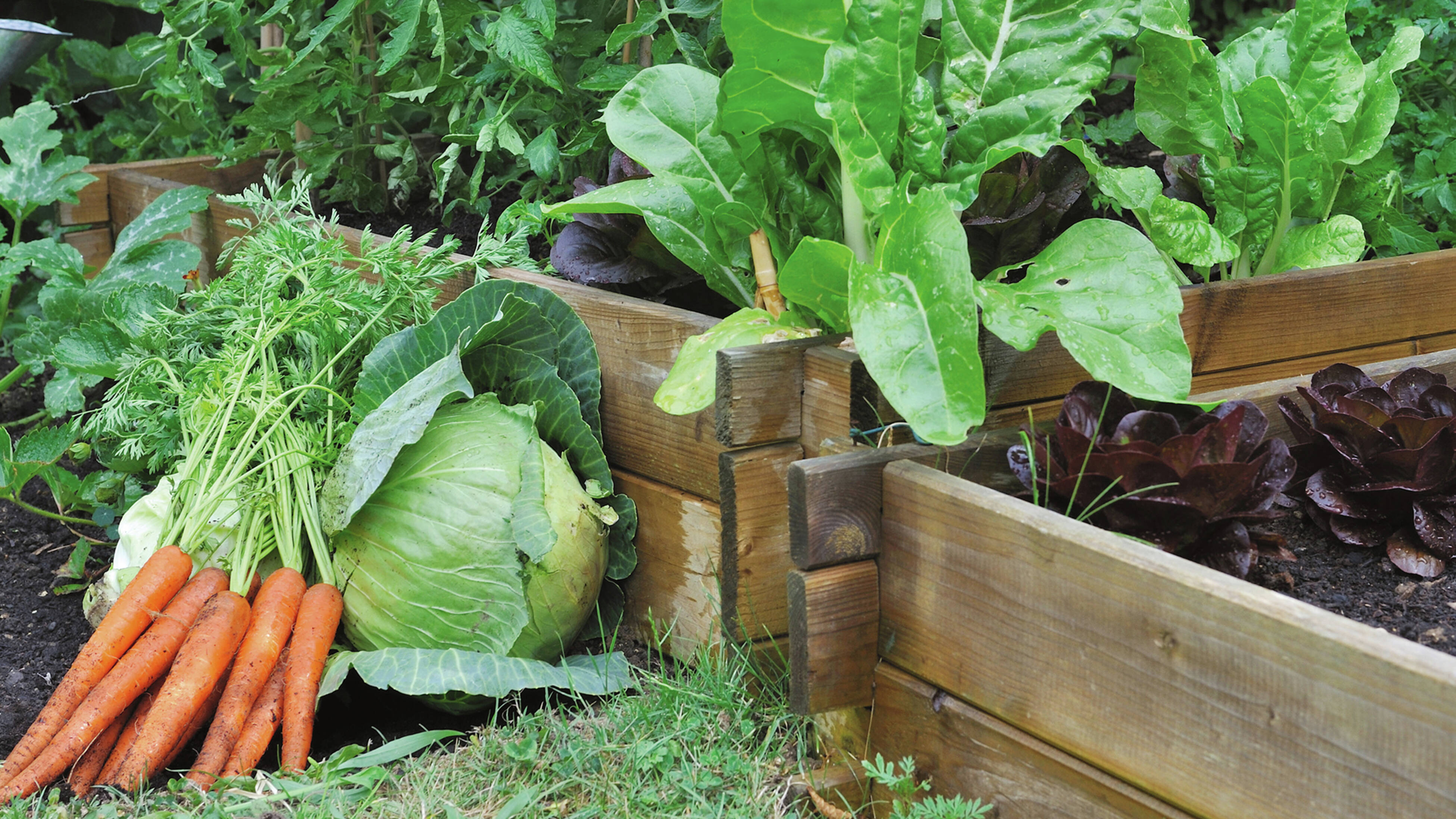 A close-up of a leafy green vegie patch with freshly picked carrots