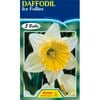 Daffodil Ice Follies - 5 Bulbs