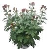 210mm Chrysanthemum Bowl - Chrysanthemum morifolium