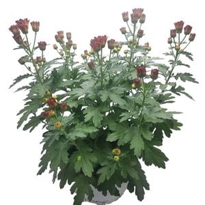 210mm Chrysanthemum Bowl - Chrysanthemum morifolium
