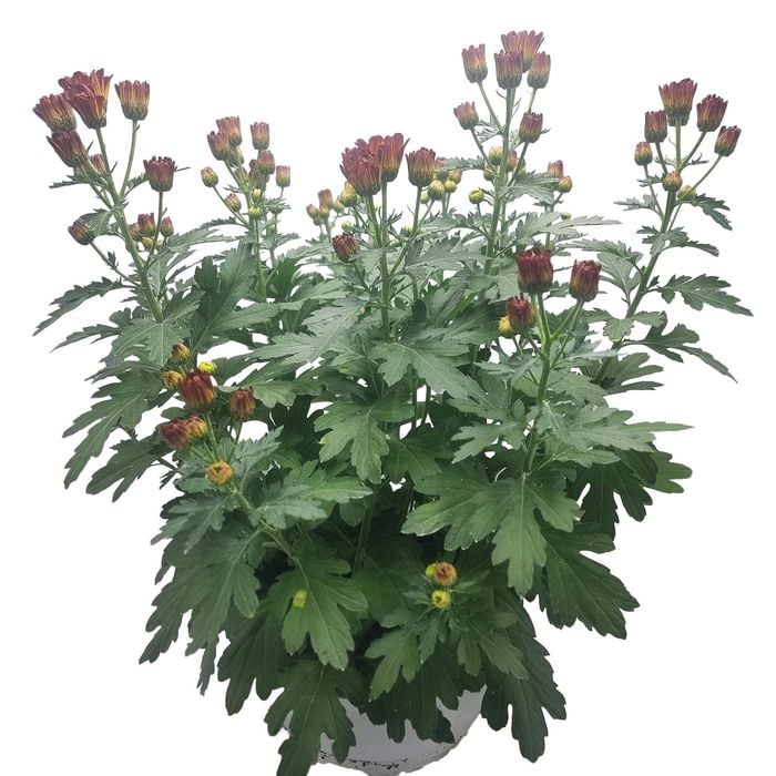 210mm Chrysanthemum Bowl - Chrysanthemum morifolium