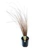 140mm Carex Brown Sedge - Carex Buchananii