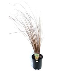 140mm Carex Brown Sedge - Carex Buchananii