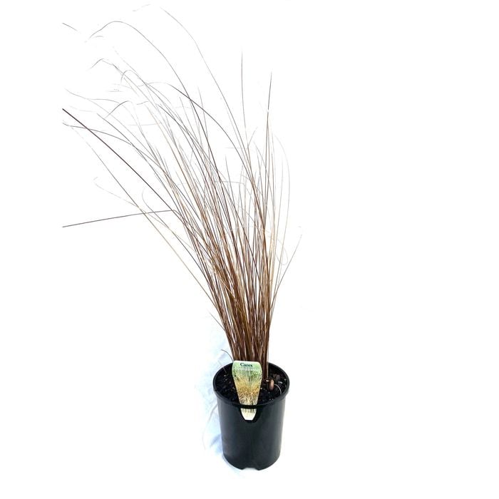 140mm Carex Brown Sedge - Carex Buchananii