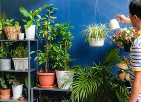 Person watering a spider plant in a hanging basket surrounded by other plants