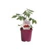 125mm Tomato Lollipop - Lycopersicon esculentum