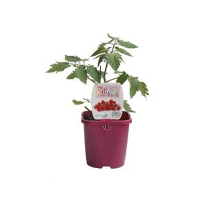 125mm Tomato Lollipop - Lycopersicon esculentum