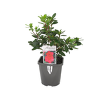 140mm Azaleas - Rhododendron