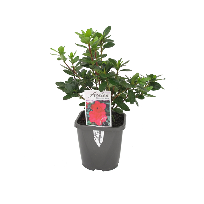 140mm Azaleas - Rhododendron