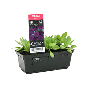 Punnet Petunia Blue - Petunia hybrida