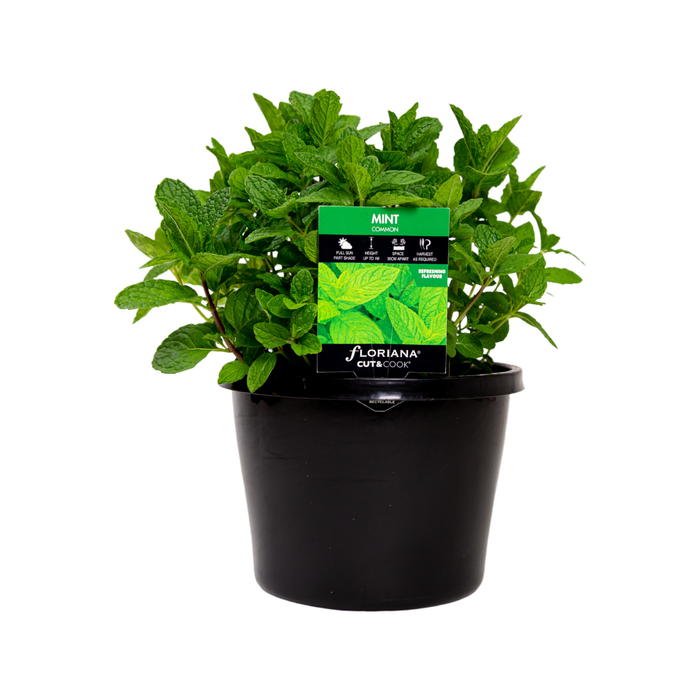 180mm Mint Common - Mentha cordifolia