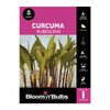 Bloomin Bulbs Curcuma Rubescens - 1 Pack