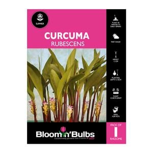 Bloomin Bulbs Curcuma Rubescens - 1 Pack