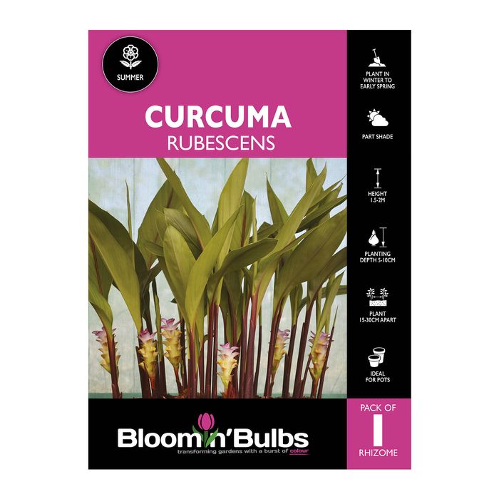 Bloomin Bulbs Curcuma Rubescens - 1 Pack