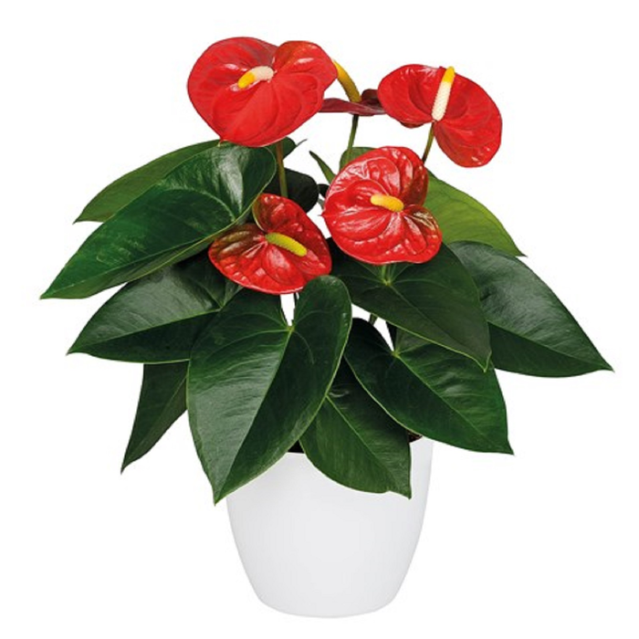 120mm Anthurium Jambo - Anthurium andreanum In Ceramic