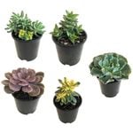 1.3L Assorted Succulents