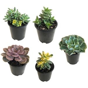 1.3L Assorted Succulents