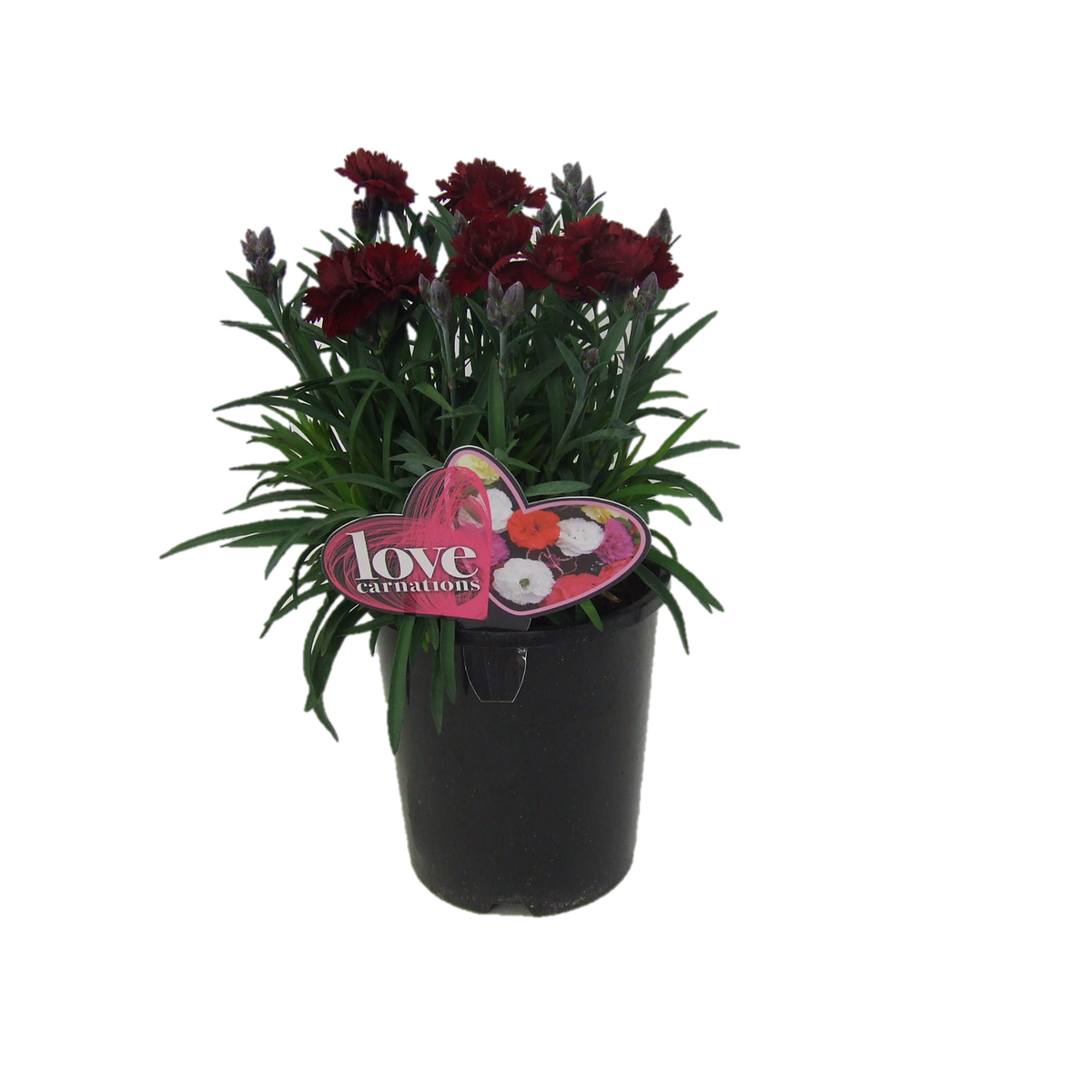 1.5L Love Carnation Assorted - Dianthus caryophyllus - Bunnings New Zealand