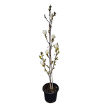 30L Yulan Magnolia - Magnolia denudata