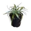 Gardening Solutionz 15cm Astelia Silver Shadow 