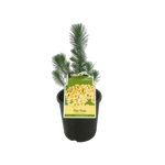 3L Pine Nut - Pinus pinea - Incredible Edibles Range