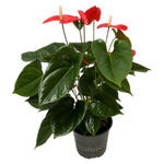 150mm Anthuriums Delicia - Anthurium andreanum